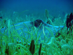 a southern stingray lie in ambush,on sea plant cover.. by Durand Gerald 